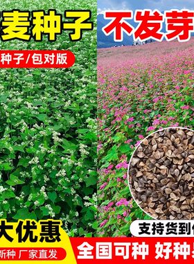 高产荞麦种子优质蜜源南北方耐寒甜荞麦苦荞黑荞麦种籽孑四季种植