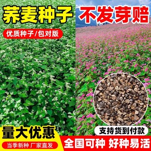 高产荞麦种子优质蜜源南北方耐寒甜荞麦苦荞黑荞麦种籽孑四季种植