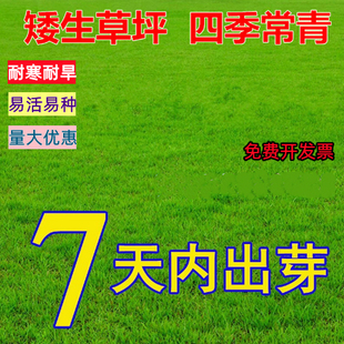 草坪种子庭院别墅绿化四季青草坪耐寒草籽免修剪护坡固土四季种植