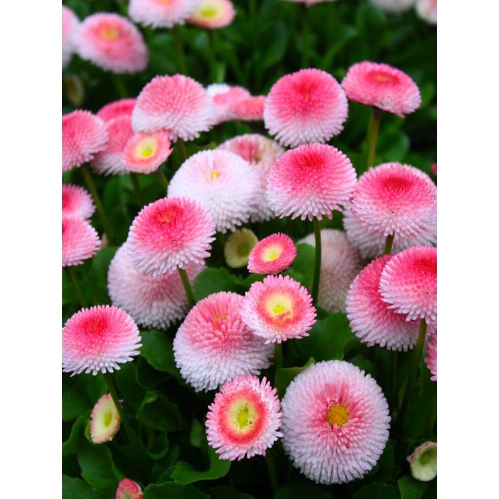 见土就活网红花种子小雏菊花种籽子四季播种开花阳台盆栽耐寒花卉