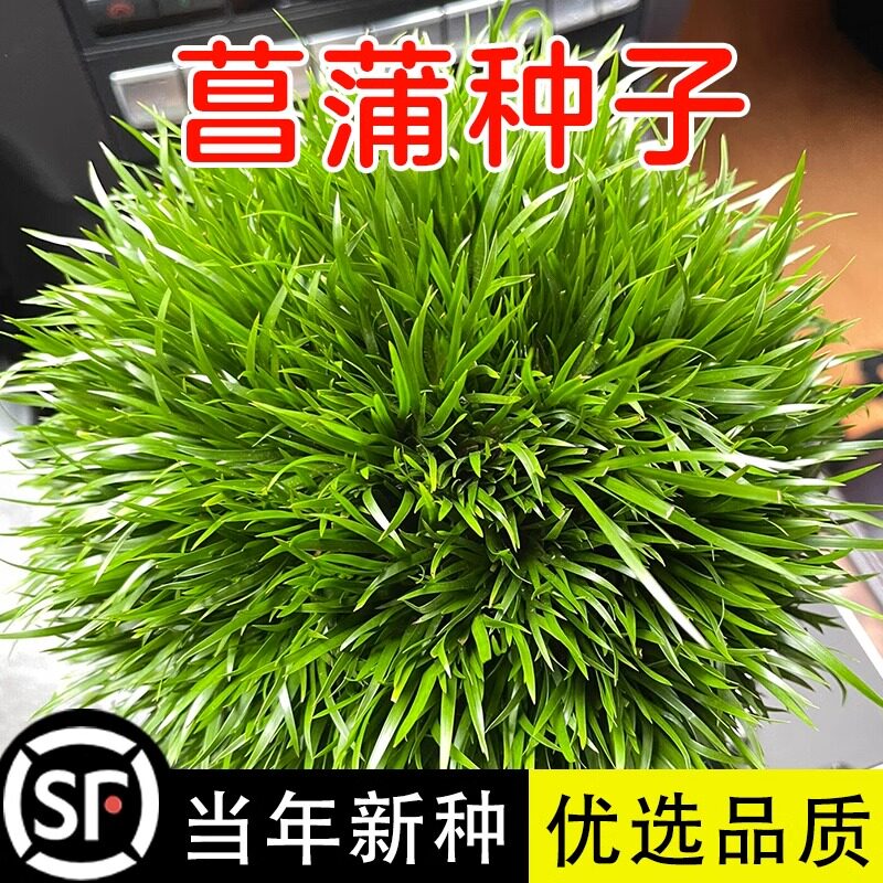 黄菖蒲种子黄花鸢尾水生净水植物湿地水池塘水草种子再力花水烛花