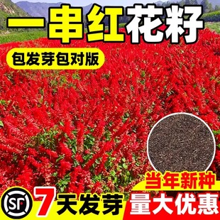 一串红花籽四季开花种子易种活耐寒花籽工程园林室外庭院四季绿化