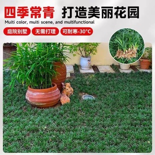 四季常青麦冬草草籽玉龙草日本矮麦冬草种籽细叶麦冬庭院绿化种子