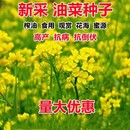 油菜花种子高产耐寒耐旱抗倒观赏食用高产早熟高出油多油菜花种籽
