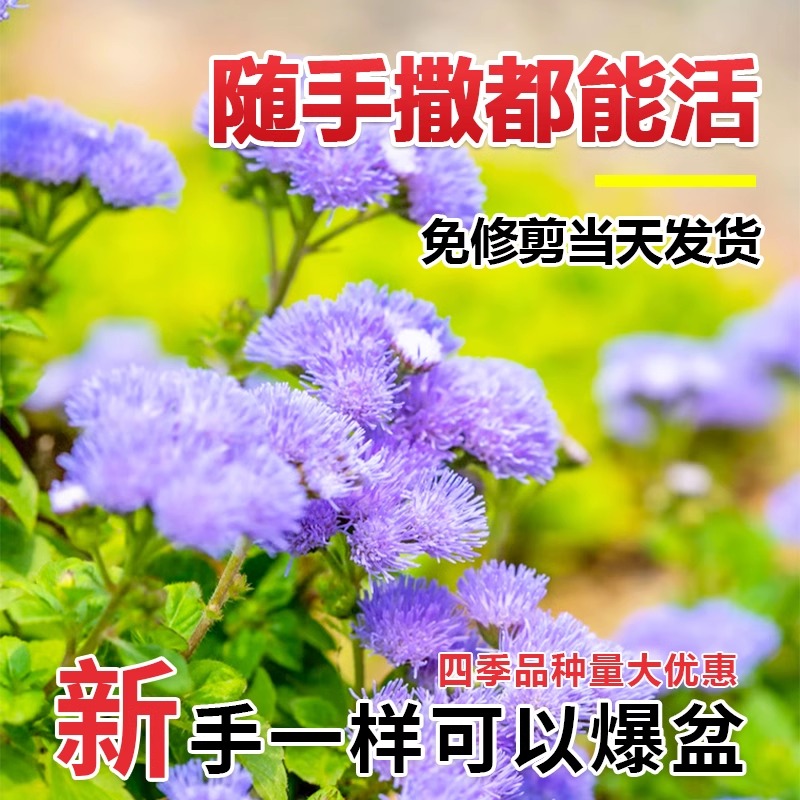 藿香蓟花籽白花草籽四季播种庭院景观园林地被植物盆栽一枝香种子
