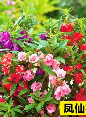 重瓣凤仙花种子阳台室内外指甲花盆栽太阳花种籽庭院播种