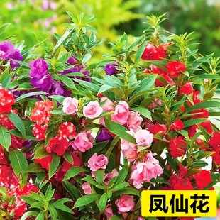 重瓣凤仙花种子阳台室内外指甲花盆栽太阳花种籽庭院播种