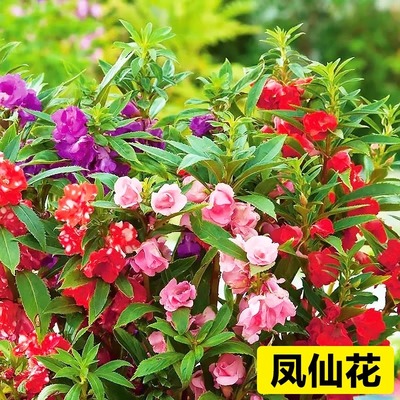 重瓣凤仙花种子阳台室内外指甲花盆栽太阳花种籽庭院播种