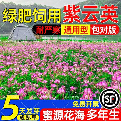 紫云英红花草蜜源固氮果园绿肥