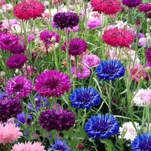 矢车菊花种子易活四季播种开花蓝芙蓉花庭院室外盆栽耐寒花种籽子