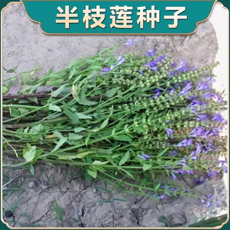 半枝莲种子四季播种 半枝莲 半边莲韩信草花卉种子种籽