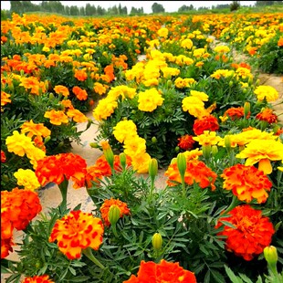 菊花种子 四季播种波斯万寿金盏松果菊格桑花海花卉种子