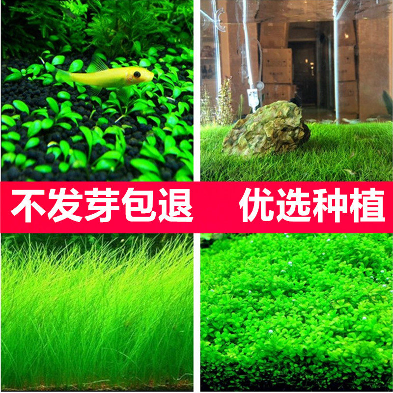 牛毛水草种植教程图片