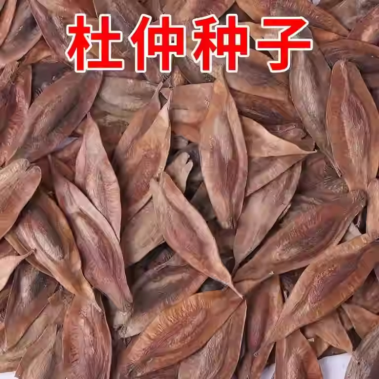当年新采杜仲树籽中药材散装秋季春季播种绿化植物林木种子