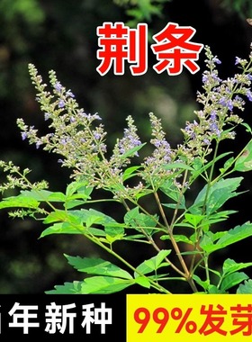 荆条种子牡荆五指风五指柑黄荆柴黄金子蜜源绿肥护坡固土防沙种籽