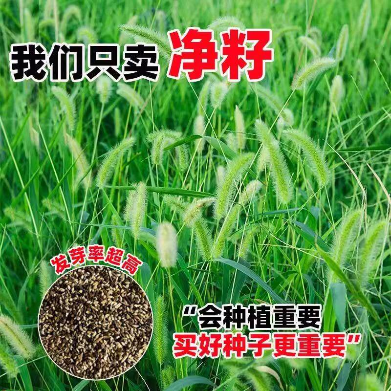 狗尾巴草种子孑野草种杂草种籽狗尾草种耐旱绿化观赏草籽护坡牧草