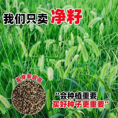狗尾巴草种子孑野草种杂草种籽狗尾草种耐旱绿化观赏草籽护坡牧草