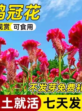 鸡冠花种子室内外凤尾羽状易种盆栽植物四季播种开花阳台庭院花籽