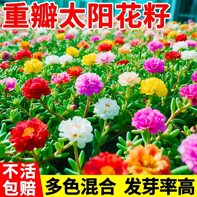 重瓣太阳花种籽室内外阳台盆栽花卉种子播种好活小雏菊格桑花籽种