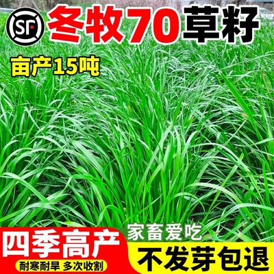高产冬牧70黑麦草种籽四季常青多年生牧草耐寒草籽养殖禽畜草种子
