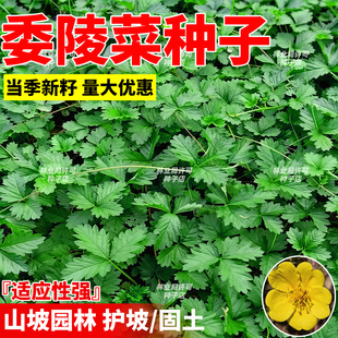 委陵菜花籽蛤蟆草籽翻白草白头翁多年生绿化地被植物种子四季播种