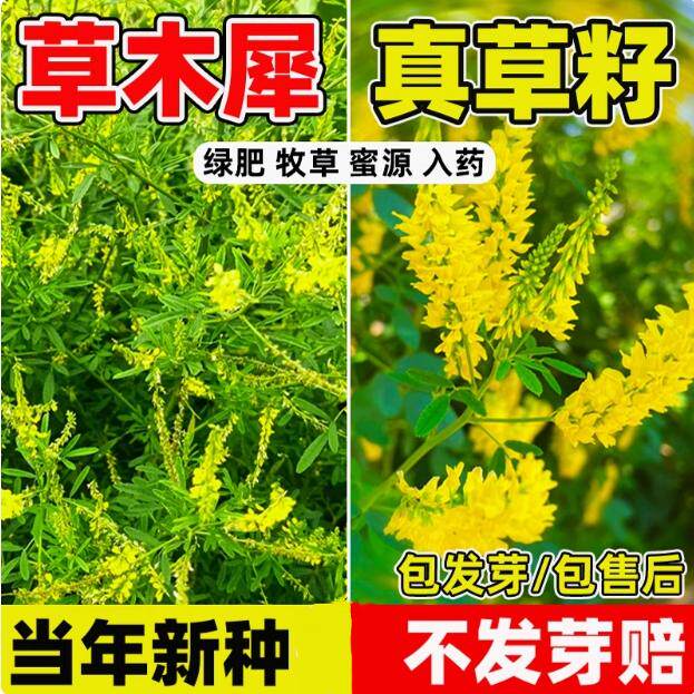 绿肥优质牧草草木犀夏秋开花