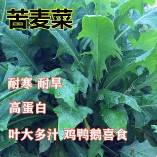 苦麦菜种子鹅菜籽四季苦麻菜喂猪鸡鸭鹅鱼草种籽多年生苦荬菜种籽