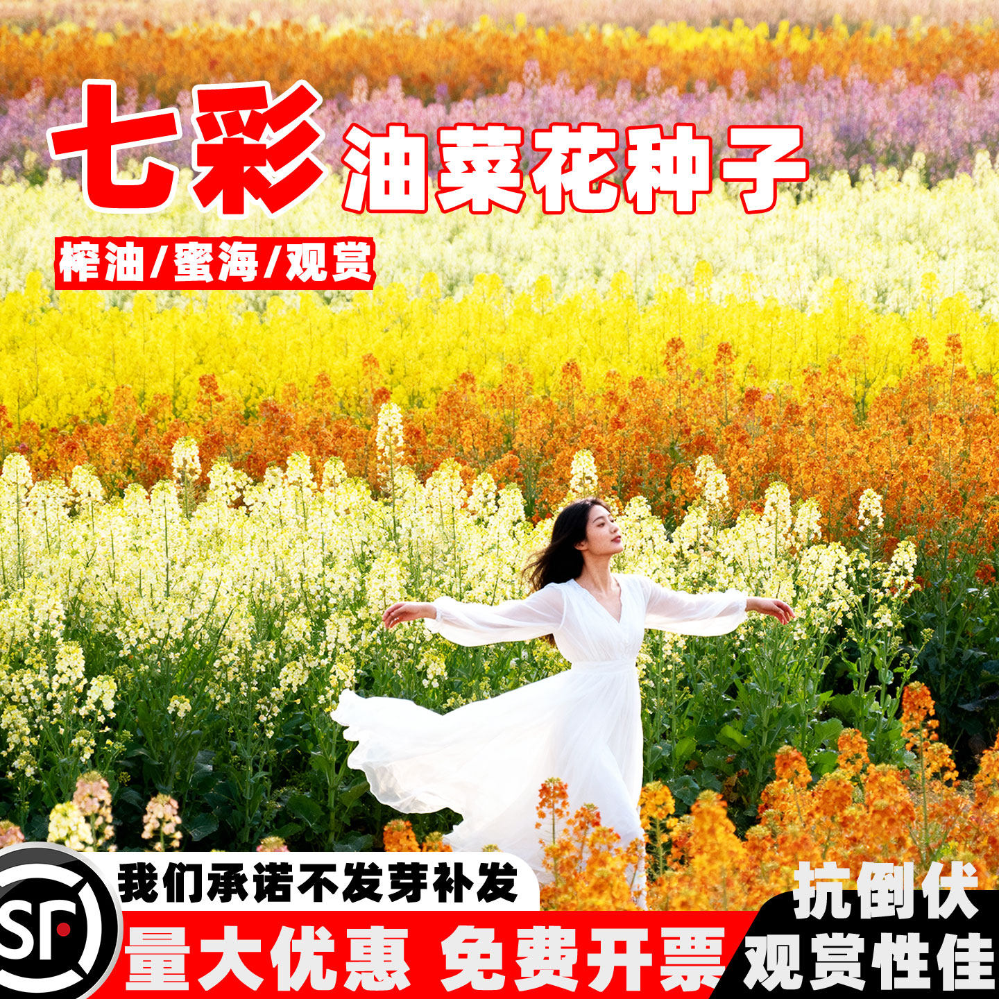 观赏彩色油菜花种子高产榨油七彩油菜花籽种子花田花海春秋播易活