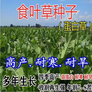食叶草种子蛋白草高产优质草籽牧草种籽四季猪牛羊鸡鸭鹅鱼食用草