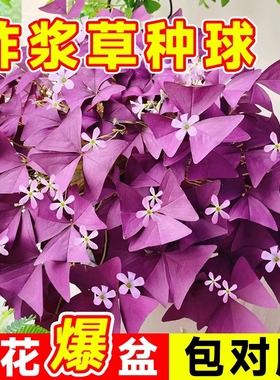 紫叶酢浆草种球幸运草多年生盆栽紫蝴蝶花卉紫色浆草炸酱草种子