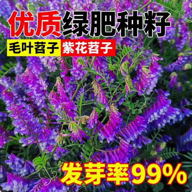 绿肥种籽苕子种长柔毛野豌豆种子果园紫花苕养蜂蜜源草种子毛苕子