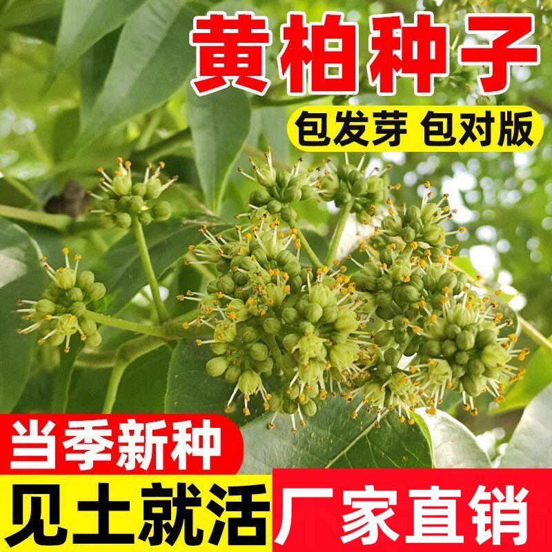 黄柏种子药材黄檗圆柏檗木黄菠萝籽川黄柏种子园林绿化林木树种子