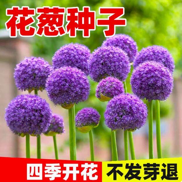 花葱种子多年生宿根虾夷葱花籽四季易活庭院景观绿植盆栽花卉种孑