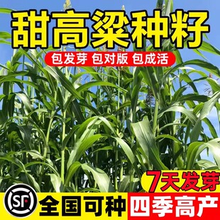 甜高梁种子饲用甜高粱牧草种多年生畜牧养殖四季再生甜高粱杆种籽