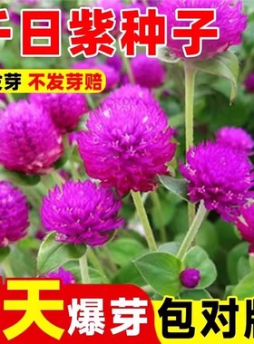千日红种子千日紫春播观花种子百日红火球花种籽景观绿化易活花籽