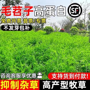 光叶紫花苕子种籽果园绿肥毛苕子箭舌野豌豆草籽蜜源青饲牧草种籽