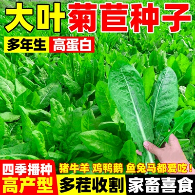 将军大叶菊苣草种籽多年生牧草种子四季养殖猪鸭鹅鸡兔牛羊猪草孑