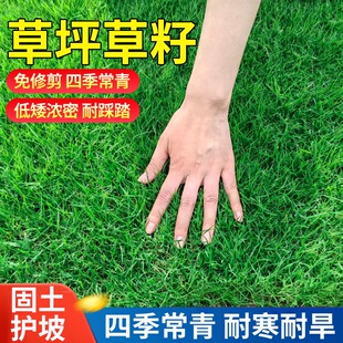 草坪种子草籽狗牙根草籽矮生四季青庭院别墅工程绿化耐寒耐旱