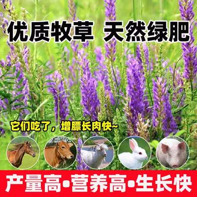 四季千屈菜种子池塘造景观