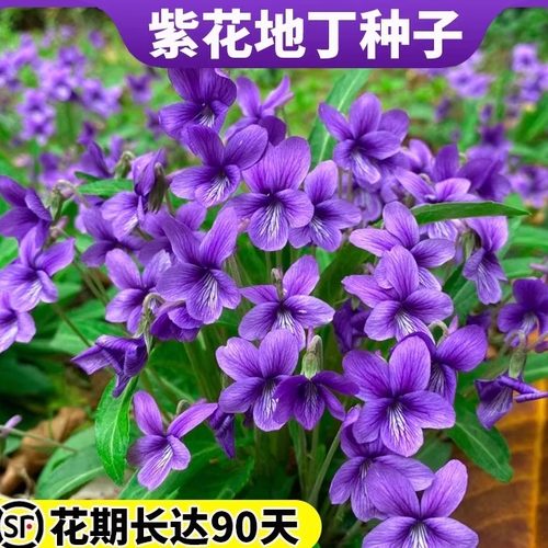 紫花地丁种子多年生耐寒中药材花种籽种植盆栽药用苦地丁种孑