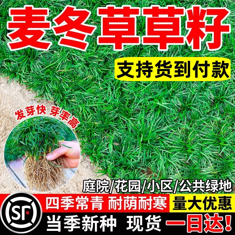 四季常青麦冬草草籽玉龙草日本矮麦冬草种籽细叶麦冬庭院绿化种子