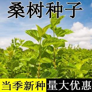 桑树种子新采林木树种桑葚籽小灌木可食用护坡固土绿化四季可播