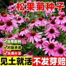 多年生耐寒耐热紫锥菊花卉庭院阳台盆栽种子籽 松果菊种子宿根四季