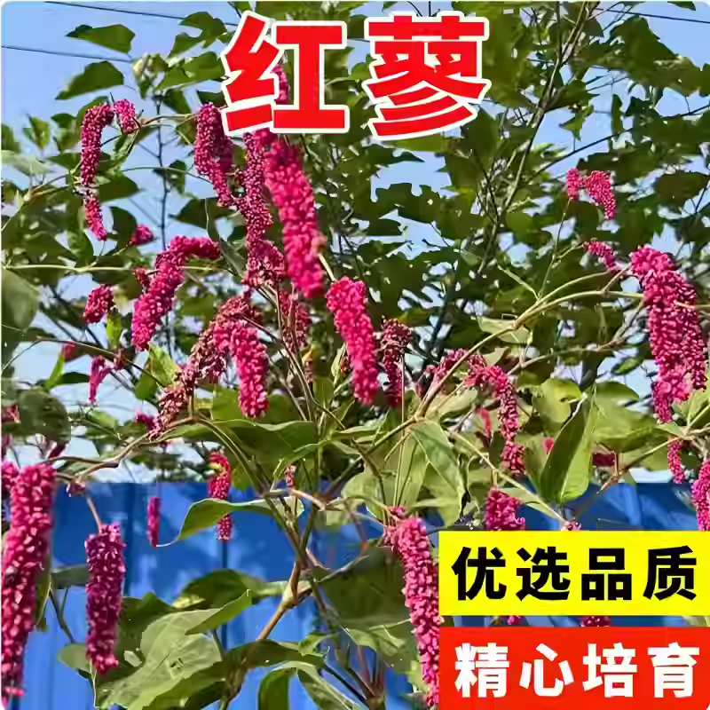 红蓼种子东北红草种子中草药植物东方蓼籽大红蓼新奇观赏花卉盆栽