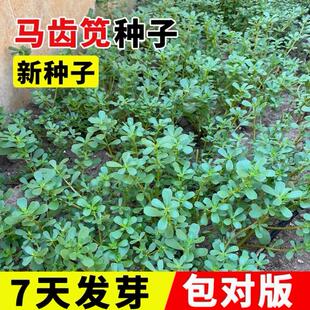 马齿苋菜种籽新鲜四季蔬菜种子马芷苋室内阳台庭院盆栽简单好种孑