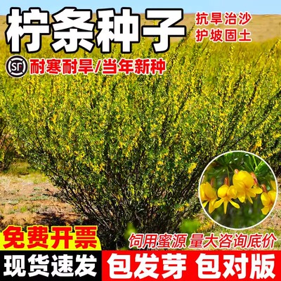 四季造林护坡灌木草籽鸡儿白柠条