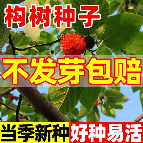构树种子构桃树构乳树沙纸树
