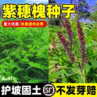 紫穗槐种子护坡灌木种籽园林绿化边坡高速公路护坡固土草灌木草籽