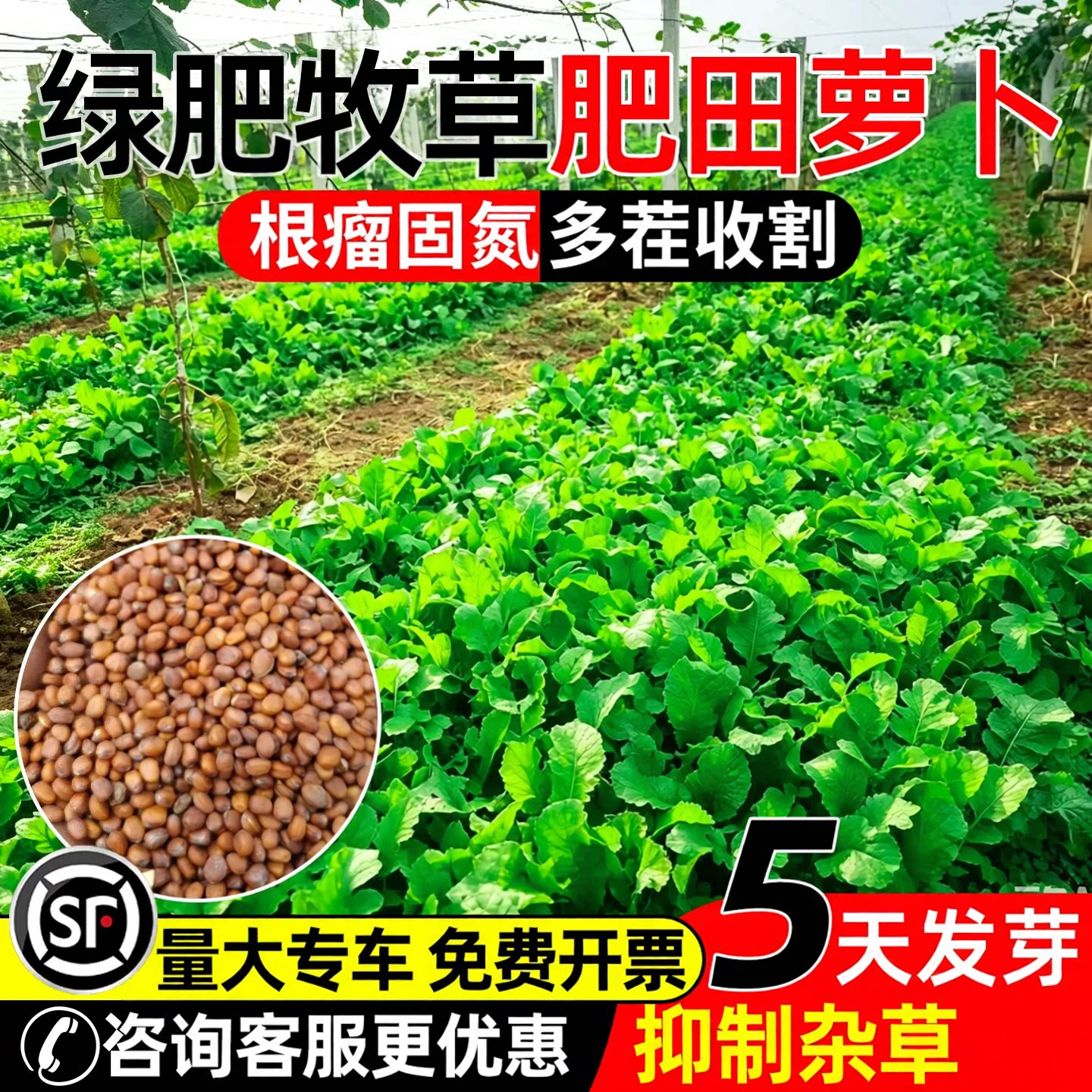 肥田萝卜种子多年生耐贫瘠牧草种籽四季高产果园绿肥蜜源固氮草籽