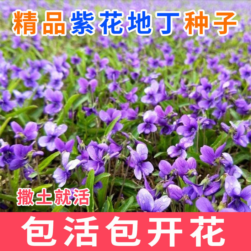 紫花地丁种子耐寒被耐阴多年生花种四季花籽花地丁紫花矮生